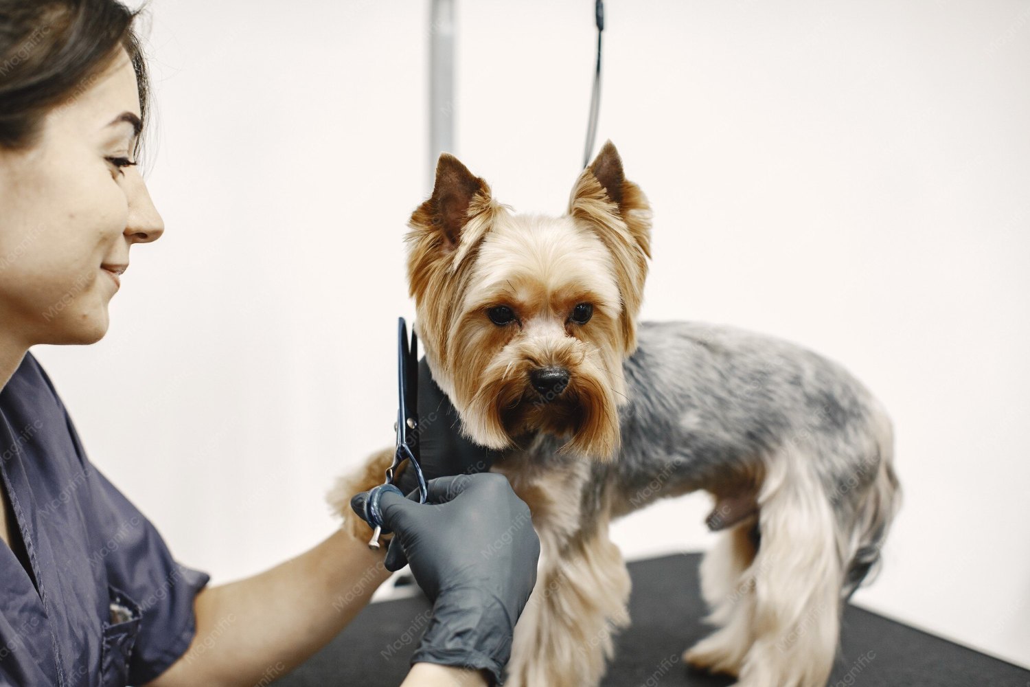 Professional dog groomer carefully trimming a Yorkshire Terrier on a grooming table